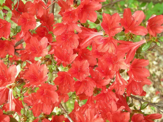 10 RED CUMBERLAND AZALEA Rhododendron Cumberlandense Bush Shrub Flower Seeds