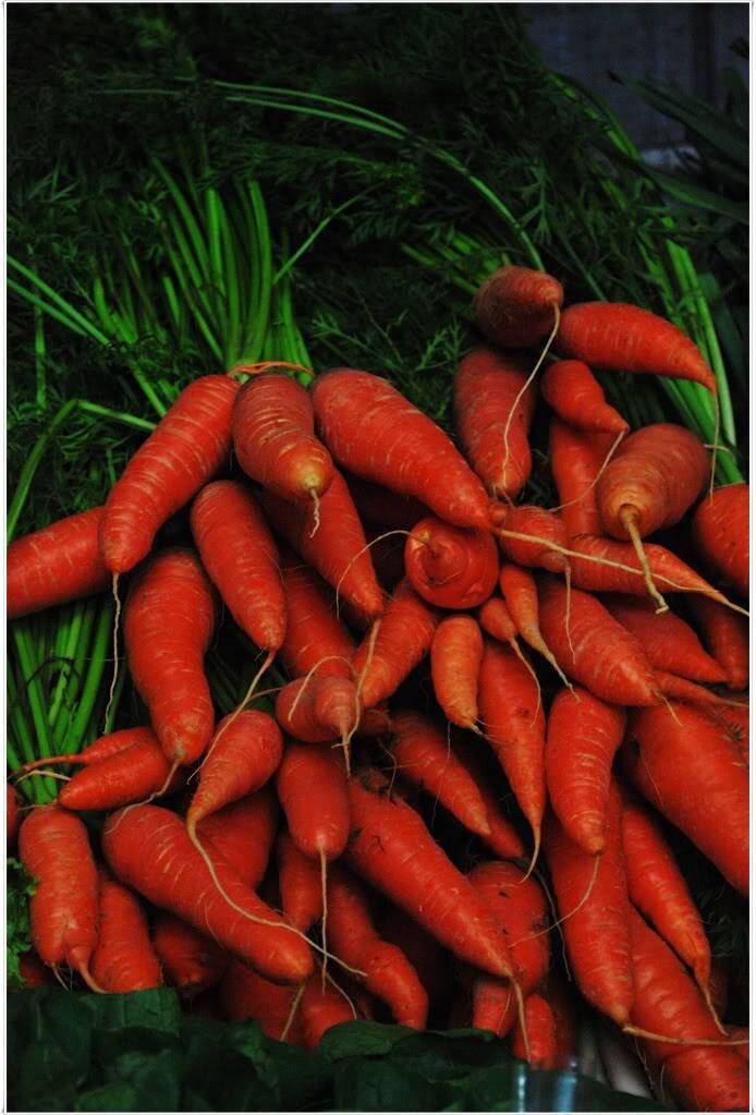 1500 LITTLE FINGERS CARROT Daucus Carota Vegetable Seeds