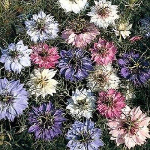 500 LOVE In A MIST PERSIAN Jewels Mixed Colors (Fennel Flower) Nigella Damascena Flower Seeds
