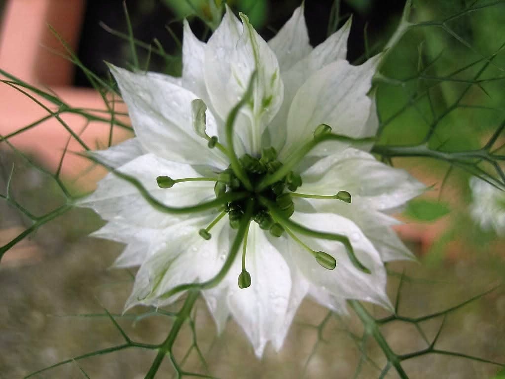 500 LOVE In A MIST PERSIAN Jewels Mixed Colors (Fennel Flower) Nigella Damascena Flower Seeds
