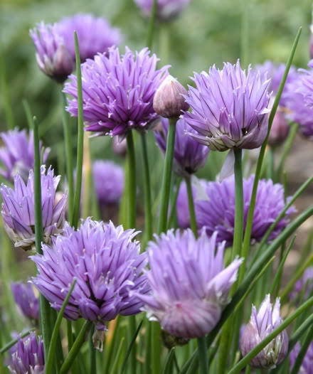 500 CHIVE Allium Schoenoprasum Vegetable Seeds