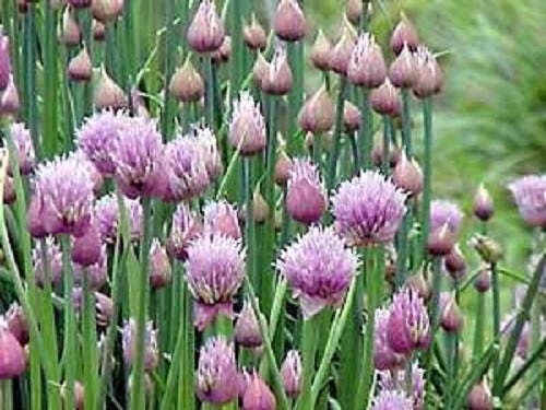 500 CHIVE Allium Schoenoprasum Vegetable Seeds