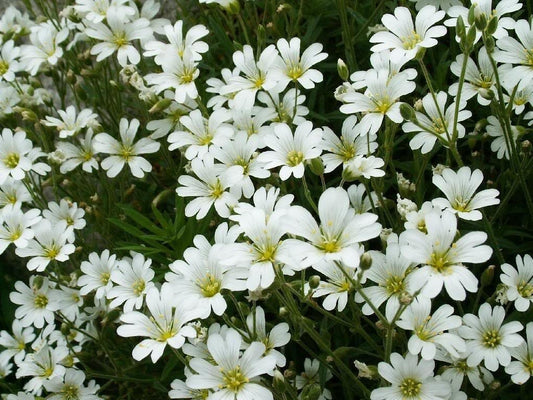 1500 SNOW IN SUMMER (Chickweed) Cerastium Biebersteinii Flower Seeds