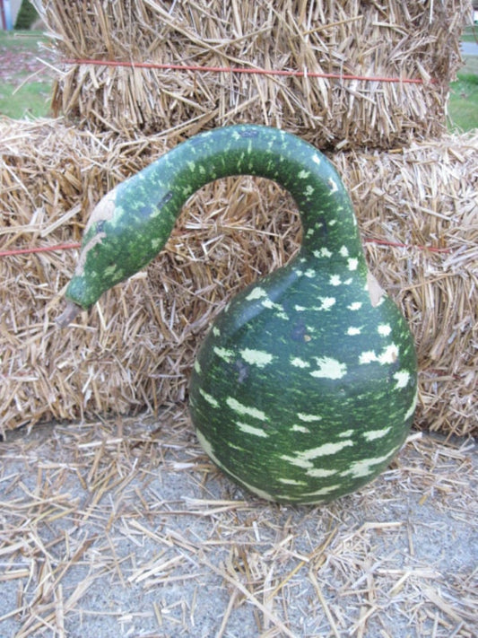 15 GOOSENECK / Bottle / SWAN GOURD Lagenaria Siceraria Vine Seeds