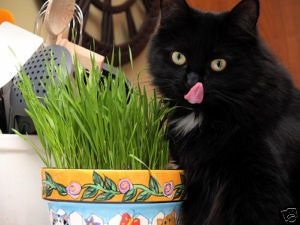 500 Organic CAT GRASS WHEAT Grass Pet Grass Wheatgrass Catgrass Triticum Aestivum Seeds