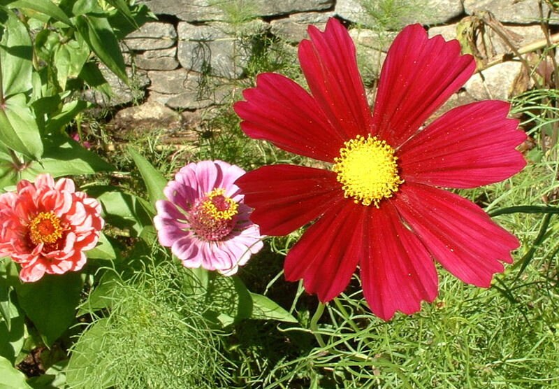 300 RED COSMOS DAZZLER Cosmos Bipinnatus Flower Seeds