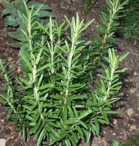 100 ROSEMARY Rosmarinus Officinalis Herb Flower Seeds