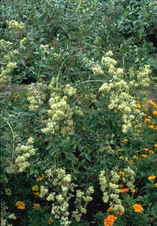 20 Common HENNA Mehandi Dye Plant Lawsonia Inermis Tattoo Flower Tree Seeds