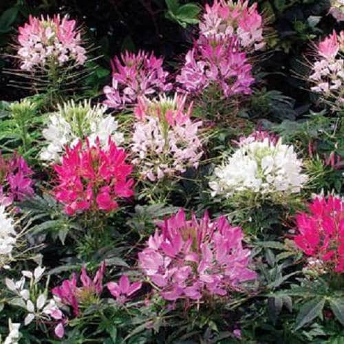 250 MIXED Colors QUEEN CLEOME (Spider Flower) Cleome Hassleriana Cleome Spinosa Flower Seeds
