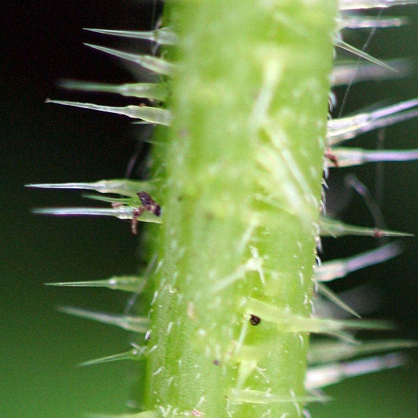 200 STINGING NETTLE Urtica Dioica (aka Common, California, or Bull Nettle / Tread Softly) Flower Seeds