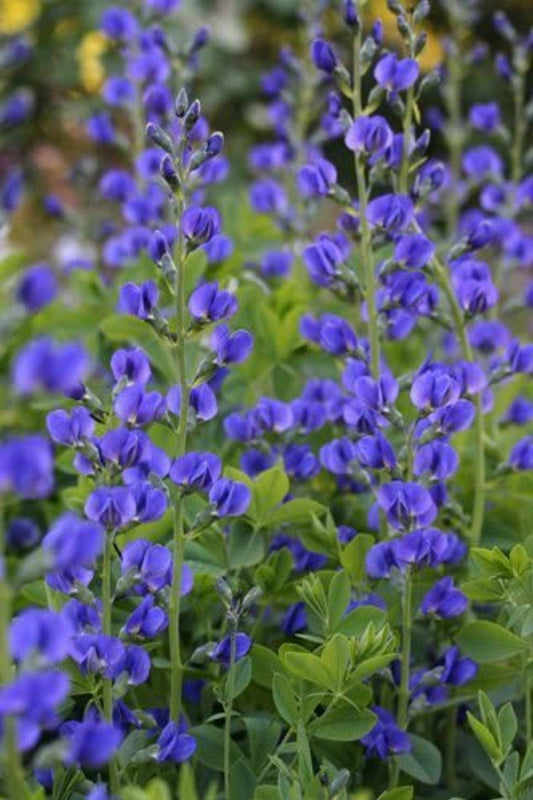 50 BLUE WILD INDIGO (False Indigo) Baptisia Australis Flower Seeds