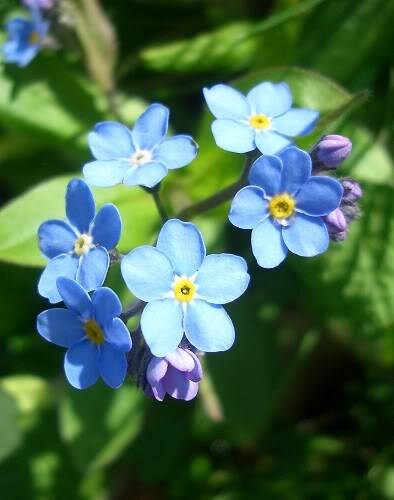 500 Blue Chinese FORGET ME NOT (Hounds Tongue) Cynoglossum Amabile Flower Seeds