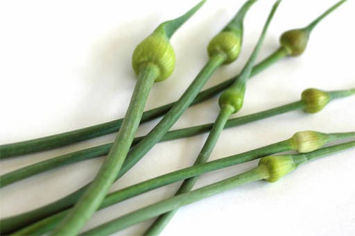 500 CHINESE LEEK (Oriental Garlic / Garlic Chives / Chinese Chives / Flat Chives) Allium Tuberosum Vegetable Seeds