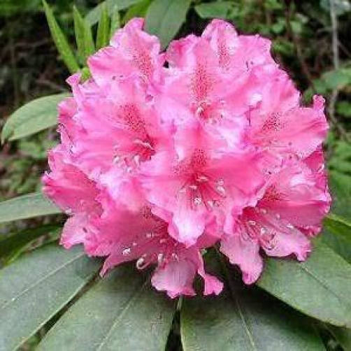 50 Rosebay RHODODENDRON Maximum White Pink Laurel Bush Shrub Flower Seeds