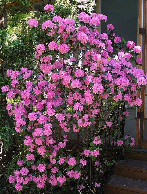 50 Rosebay RHODODENDRON Maximum White Pink Laurel Bush Shrub Flower Seeds