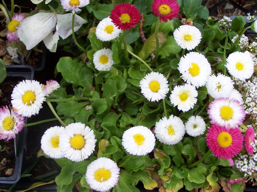 500 Dwarf WHITE ENGLISH DAISY Bellis Perennis Flower Seeds