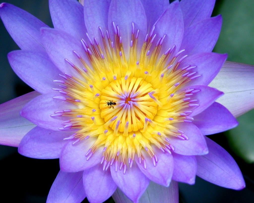 10 PURPLE WATER LILY Pad Nymphaea Sp Pond Lotus Flower Seeds