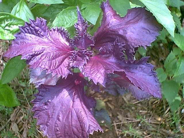 500 DARK OPAL BASIL (Purple Ruffles) Ocimum Basilicum Herb Flower Seeds