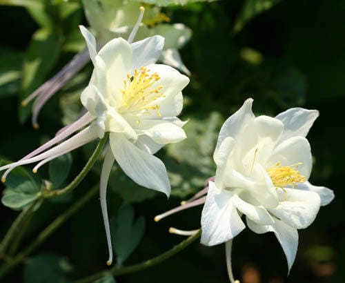 25 CRYSTAL STAR White COLUMBINE Aquilegia Caerulea Flower Seeds