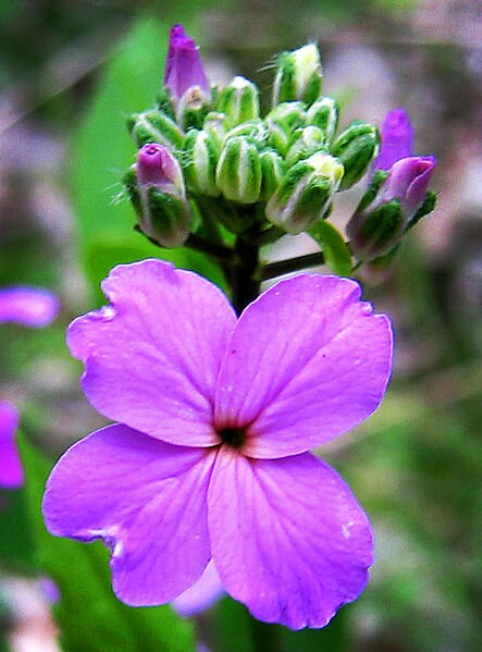 1500 DAMES ROCKET (Danask Violet) Hesperis Matronalis Dame's Purple Flower Seeds
