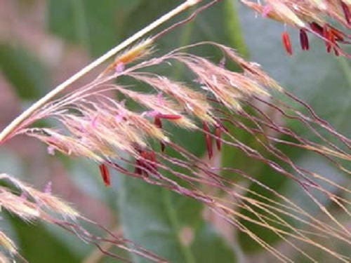 250 Ornamental INDIAN GRASS Sorghastrum Nutans Native Seeds