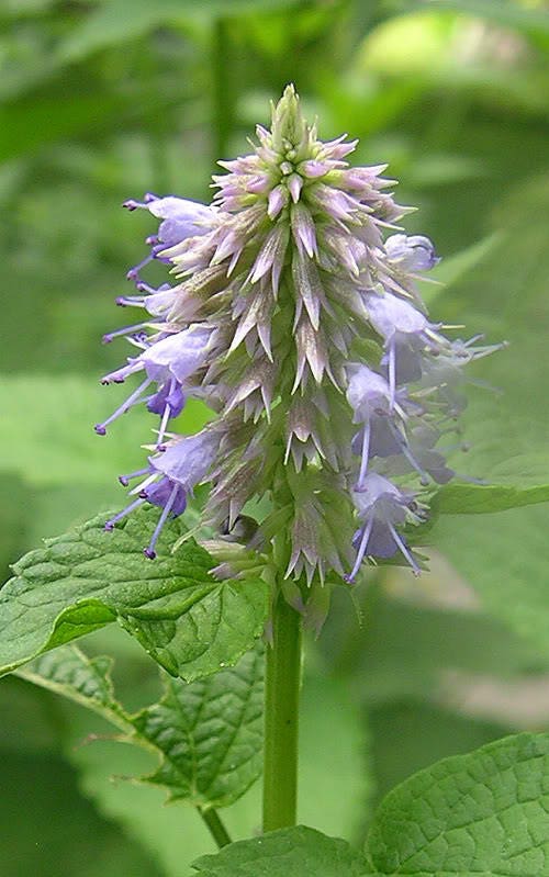 500 PURPLE ANISE HYSSOP (Licorice Mint / Blue Giant) Agastache Foeniculum Herb Flower Seeds