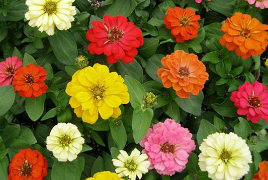 250 Mixed Colors Common GARDEN ZINNIA Elegans Flower Seeds