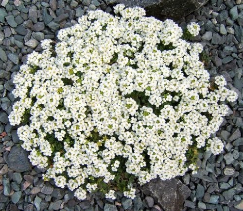 800 WHITE ALPINE ROCKCRESS Aubrieta Rock Cress Arabis Alpina Flower Seeds