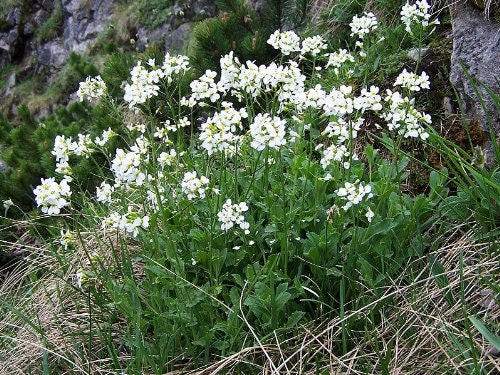 800 WHITE ALPINE ROCKCRESS Aubrieta Rock Cress Arabis Alpina Flower Seeds