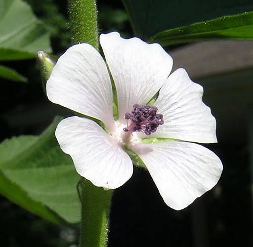 50 WHITE MARSH MALLOW Althea Officinalis Flower Seeds