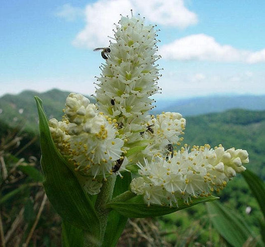 100 VIRGINIA BUNCHFLOWER LILY (White Hellebore / Corn Lily) Melanthium Virginicum Flower Seeds