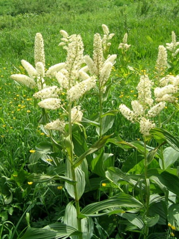 100 VIRGINIA BUNCHFLOWER LILY (White Hellebore / Corn Lily) Melanthium Virginicum Flower Seeds