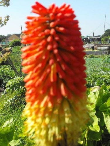 50 TORCH LILY Red Hot Poker / Tritoma / Kniphofia Uvaria Flower Seeds