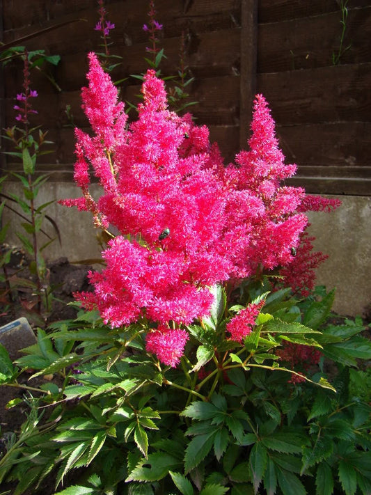 100 PINK MIX ASTILBE (False Spirea / False Goats Beard) Astilbe Chinensis Flower Seeds