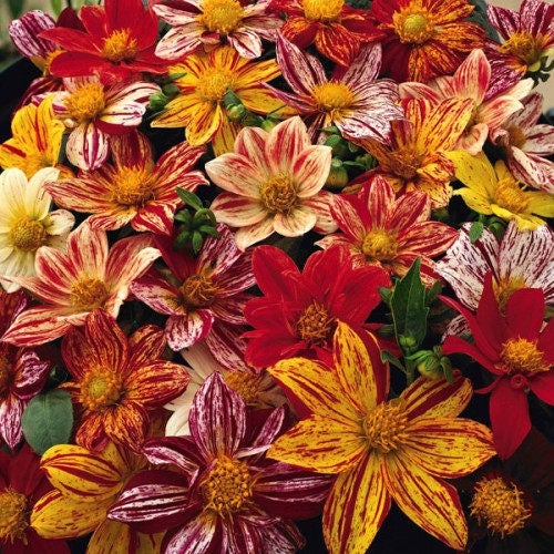 50 EARLY BIRD DAHLIA Mixed Colors Flower Seeds