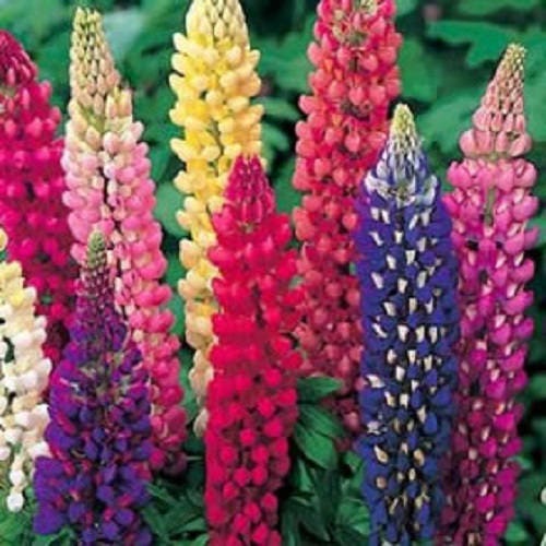 75 Mixed Colors RUSSELL LUPINE (Streamside, Bigleaf, Garden, or Washington Lupine) Lupinus Polyphyllus Flower Seeds