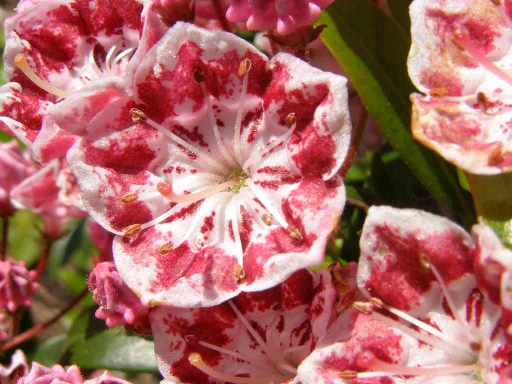 50 MOUNTAIN LAUREL White Pink Red Kalmia Latifolia Shrub Bush Seeds
