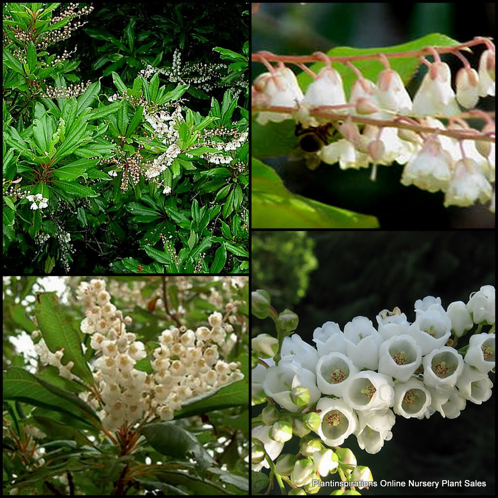 50 LILY Of The VALLEY TREE Sourwood Sorrel Oxydendrum Arboreum Flower ...
