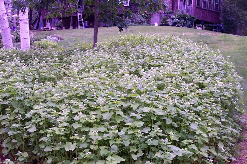 200 BUCKWHEAT Fagopyrum Esculentum Grain Cover Crop Ground Cover Flower Vegetable Seeds
