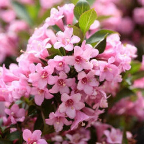 50 OLD FASHIONED WEIGELA Florida Bush Shrub Flower Seeds