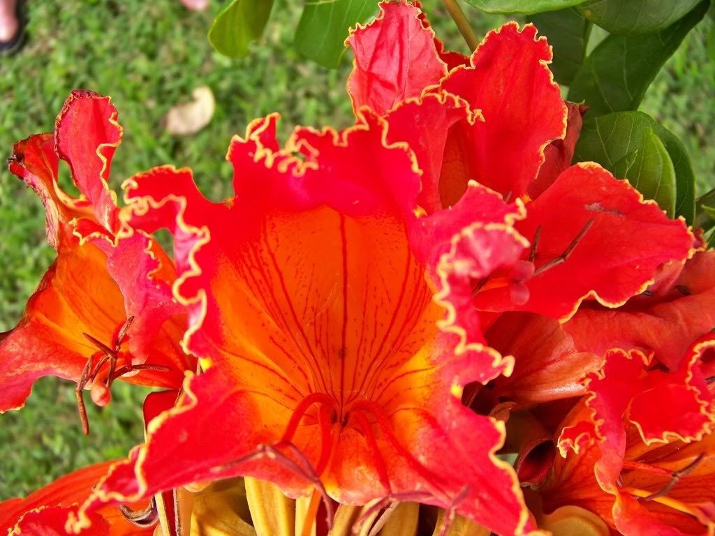 15 Red AFRICAN TULIP TREE (Fire Tree / Flame of the Forest / Fountain Tree) Spathodea Campanulata Seeds