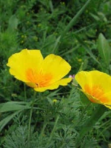 1000 DWARF Yellow CALIFORNIA Tufted POPPY Eschscholzia Caespitosa Flower Seeds