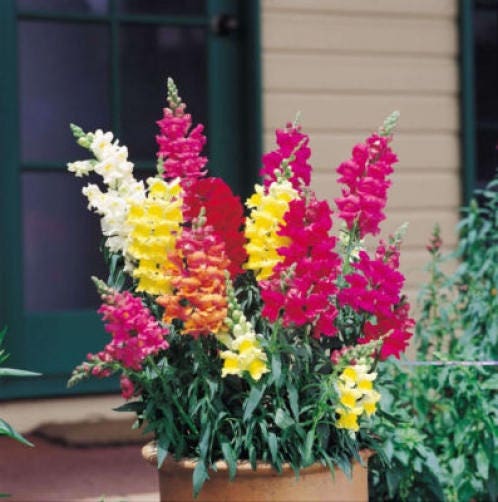 2000 BABY SNAPDRAGON Toadflax Linaria Maroccana Flower Seeds