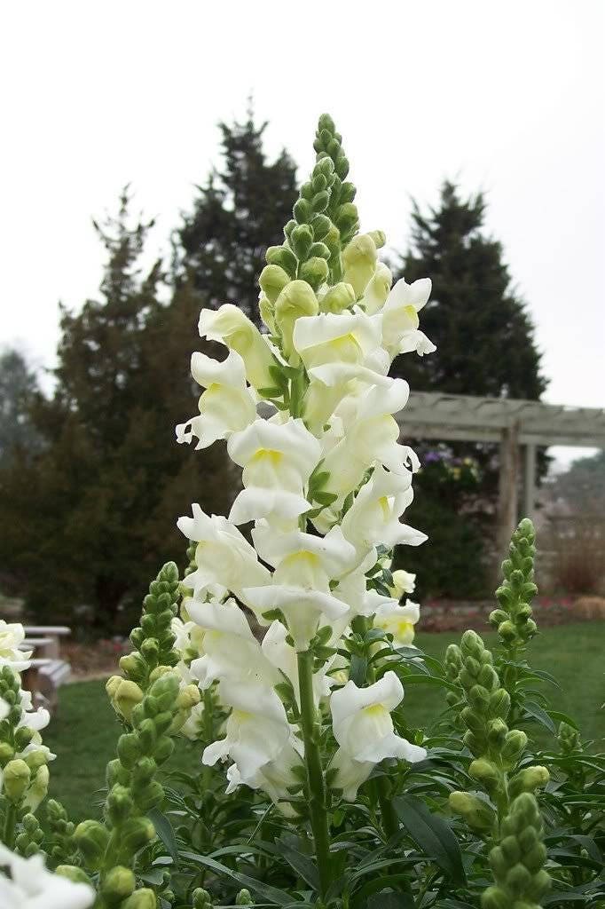 2000 BABY SNAPDRAGON Toadflax Linaria Maroccana Flower Seeds