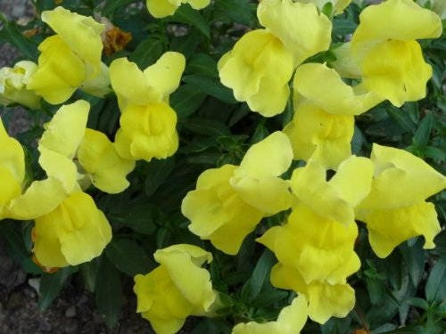 2000 BABY SNAPDRAGON Toadflax Linaria Maroccana Flower Seeds