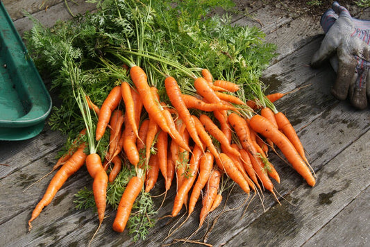 500 ROYAL CHATENAY CARROT Daucus Carota Vegetable Seeds