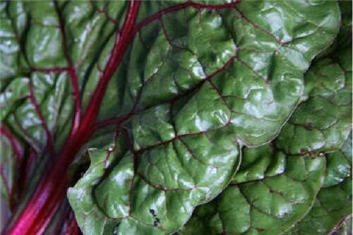 300 Ruby RED SWISS CHARD (Perpetual Spinach) Beta Vulgaris Cicla Vegetable Seeds