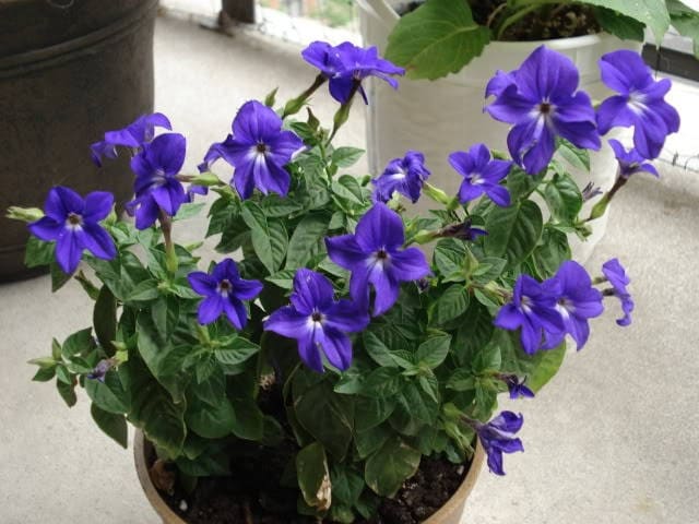 50 BROWALLIA Americana  aka Amethyst Flower & Bush Violet Purple Flower Seeds