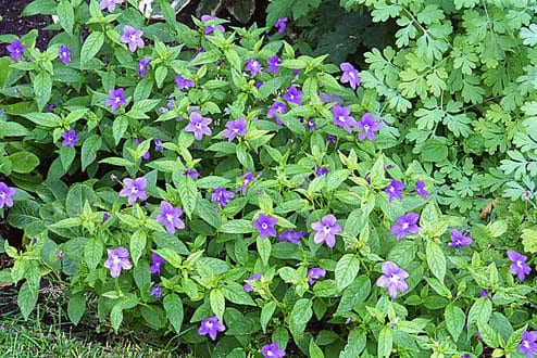 50 BROWALLIA Americana  aka Amethyst Flower & Bush Violet Purple Flower Seeds