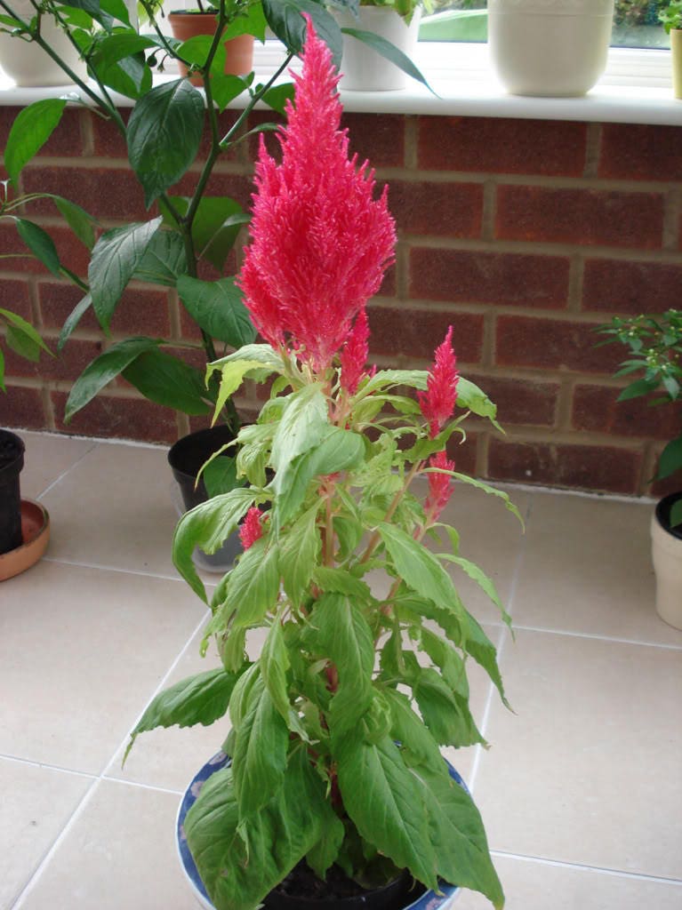 100 RED Forest Fire COCKSCOMB CELOSIA Plumosa Seeds